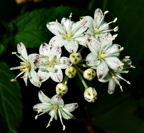 {Clintonia umbellulata}
